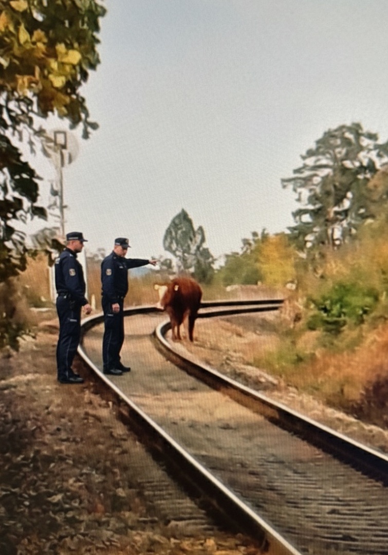 Pouze ilustrační foto img