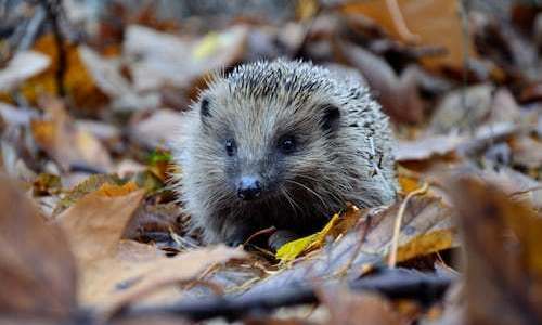 Ježeček v bezpečí