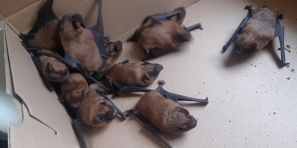 Netopýr v bezpečí