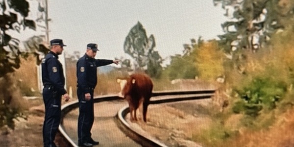 Kolejiště není pastvina