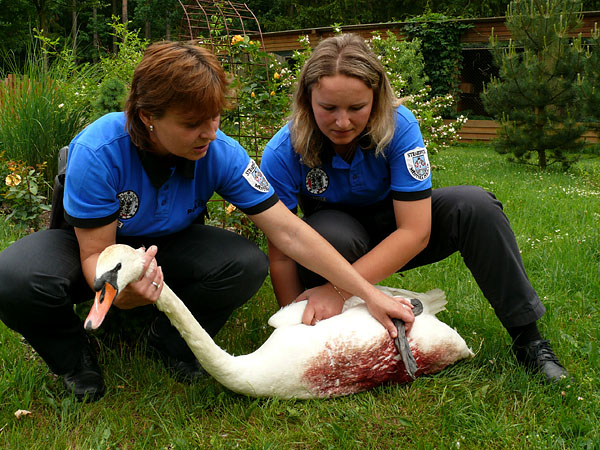 Poraněná labuť v záchranné stanici živočichů Makov